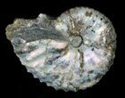 Discoscaphites Gulosus Ammonite - South Dakota #22702-1